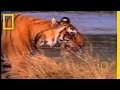 Tiger Eye: Up Close and Personal