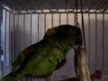riley-the-amazing-talking-parrot-best-bits.html