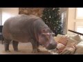 I Want a Hippopotamus for Christmas I Want a Hippopotamus for Christmas