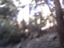 el bosque de chilina