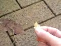 starling feeding out of hand birds animals tits puppy cute