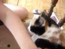 Dinha purrin´ Dinha purrin´
