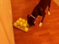 videos de neek and Zoe attempt the game