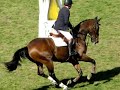 New Zealand Horse Of the Year Show