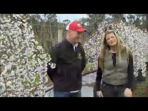 how to fertilize a weeping cherry tree