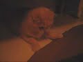 Scottish Fold playing with a straw