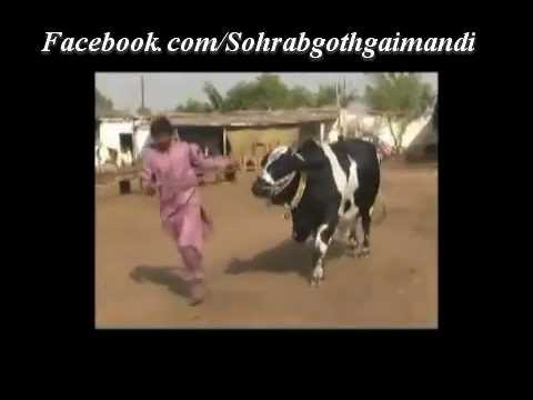 farm bull