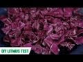 Litmus Test: SciShow Experiments