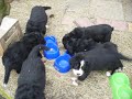 Bernese puppies - week 7