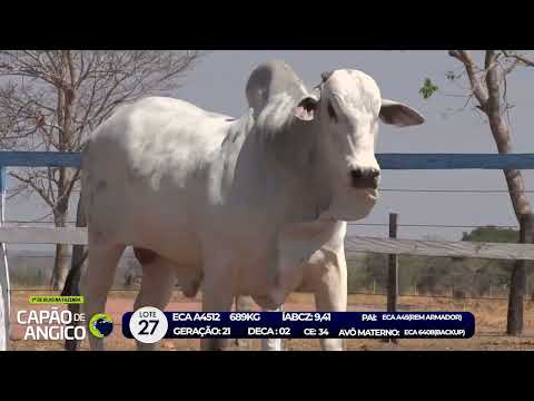 7 De Olho na Fazenda - Capo de Angico