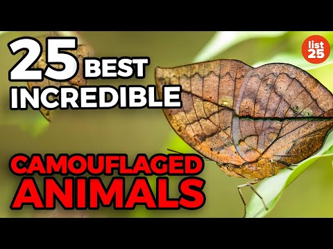 'camouflaged - Tweet this video! - http://clicktotweet.com/f9MLy While some animals are so dangerous that they don't require hiding their presence, others rely on deception...