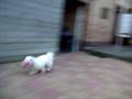 videos de Ziarah in de tuin
