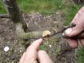 Fruitwise apple tree grafting, the cleft graft