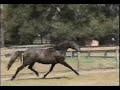 Zivette www.purelusitanos.com Zivette www.purelusitanos.com