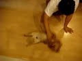 Dog Swiffer