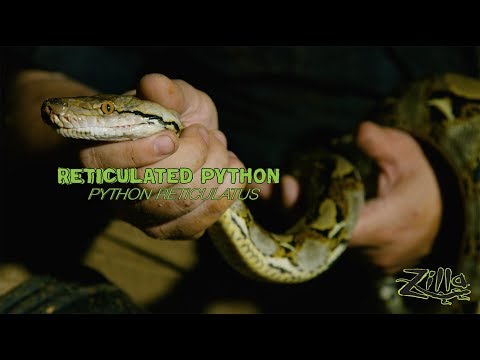 YouTube reptile video