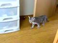 子猫兄弟再会