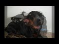 Kittens Meet Rottweiler for first time
