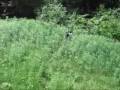 videos de springers and setters