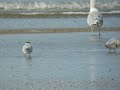 Sandwich Tern, IJmuiden