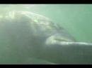 Snorkeling With Manatees at Crystal River, Florida Snorkeling With Manatees at Crystal River, Florida