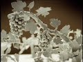 Beringer - Vineyard :15