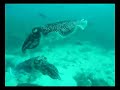 Cuttlefish mating