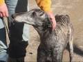 grace.wmv