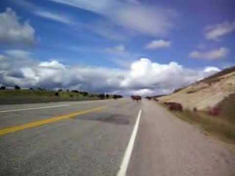 Buffalo on Alaska Highway