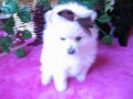 Teacup Poms 2-7-08 Teacup Poms 2-7-08