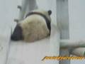 videos de Panda  パンダおむすび？？コロリン