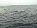 Fish On