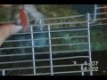 Hamsters Part.2