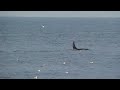 Killer Whales in Logy Bay