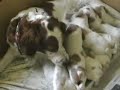 �pagneuls bretons chiots 2006 brittany puppies