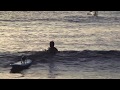 Surfing dog!