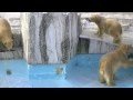 氷の海で遊ぶホッキョクグマ