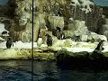 Sea World - Penguins 01