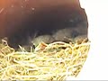 F�tterung Hausrotschwanz Black Redstart