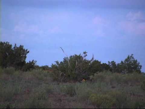 how to measure nyala horns