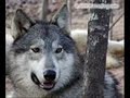 ban wolf hunting !!! save the wolves!!!!!!!