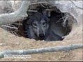 ban wolf hunting !!! save the wolves!!!!!!!