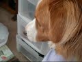 Slow mo Doggy barking