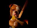 cats vs dogs trailer