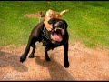 cats vs dogs trailer cats vs dogs trailer