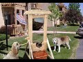 cats vs dogs trailer
