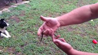 Trapper Adair charming a Ring neck snake