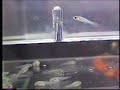 Quick & Fun! How Guppies Are Born - starring Big Mama guppy