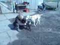 Dalmatiner und Labrador