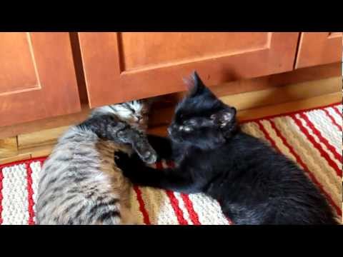 Kittensyoutube on Relax A Little Bit With Shadow The Kitten Massaging His Sister Luna